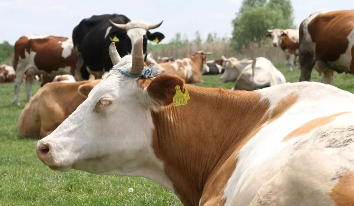 На 2 миллиона голов в одночасье сократится численность скота в Казахстане