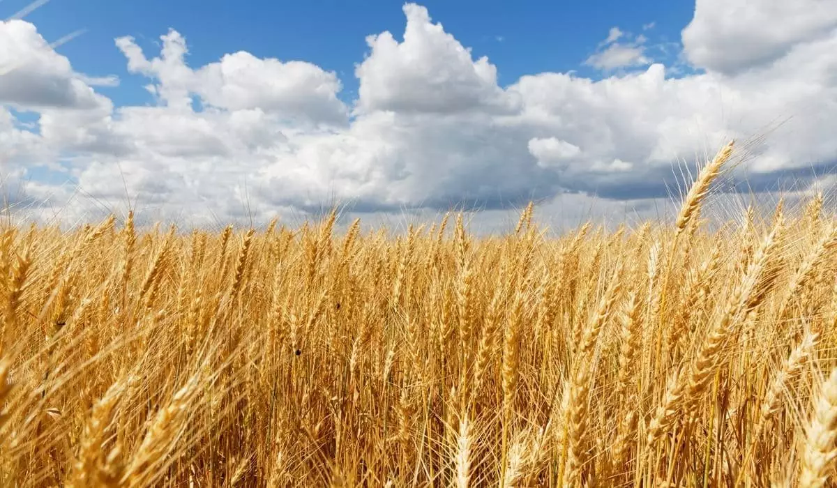 Почему казахстанская пшеница дороже российской?