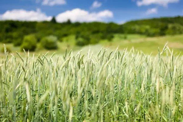 На растениях уже появились болезни: аграрии СКО сделали прогноз по урожаю