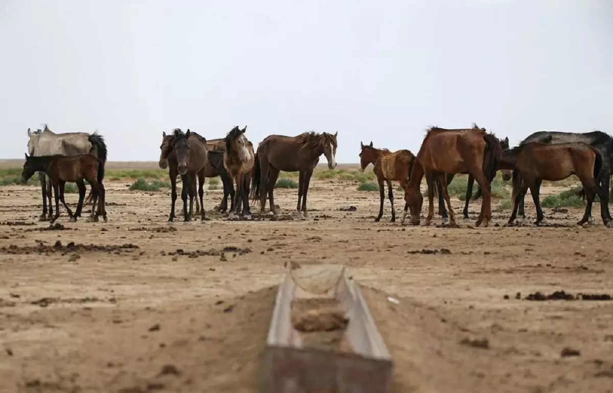 Впереди засуха: хватит ли пропитания скоту в Мангистау