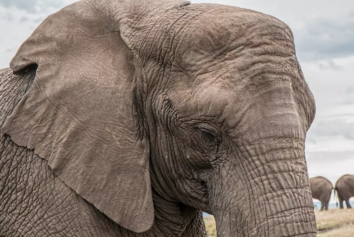 Слон затоптал туристку насмерть во время сафари
