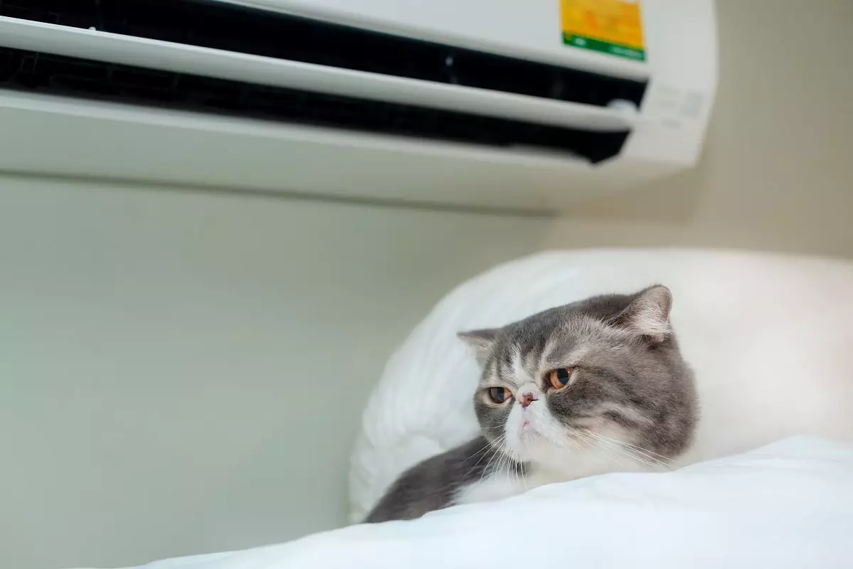 Как охладить комнату в жару без кондиционера: полезные советы