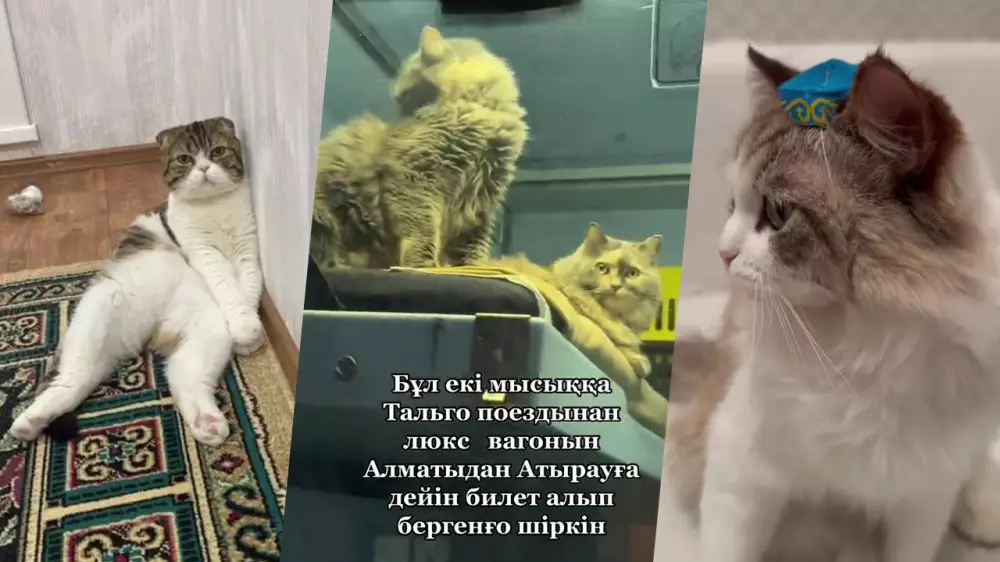 5 казахстанских кошек, завоевавших сердца пользователей сети