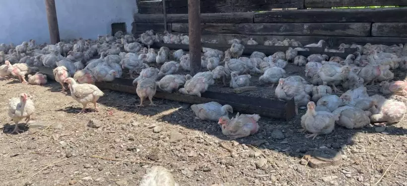 Цыплят-бройлеров разводят осужденные в Семее