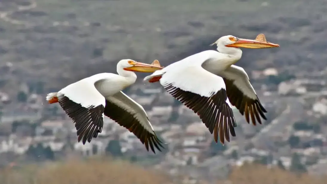 В Акмолинской области на реке Нура появились пеликаны и съели всю рыбу