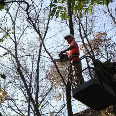 В Алматы проведут санобрезку 6 тысяч деревьев в рамках акции «Алматы Жазы»
