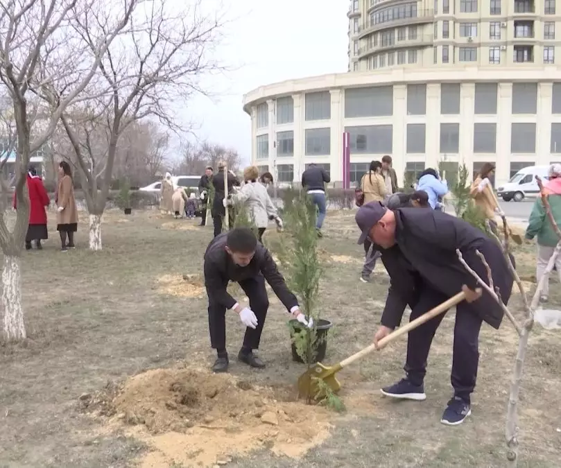 «Боль и безнадега»: в Актау высаженные три месяца назад деревья погибли