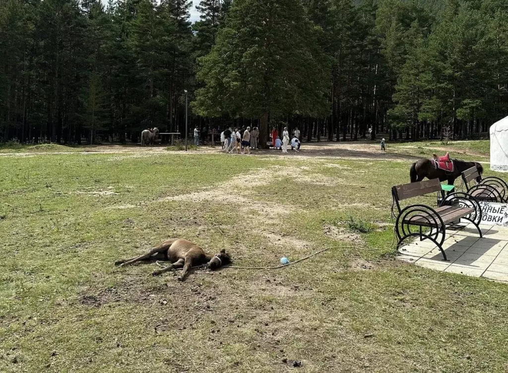Тихий ужас!: маленького пони держат привязанным под солнцем в Боровом