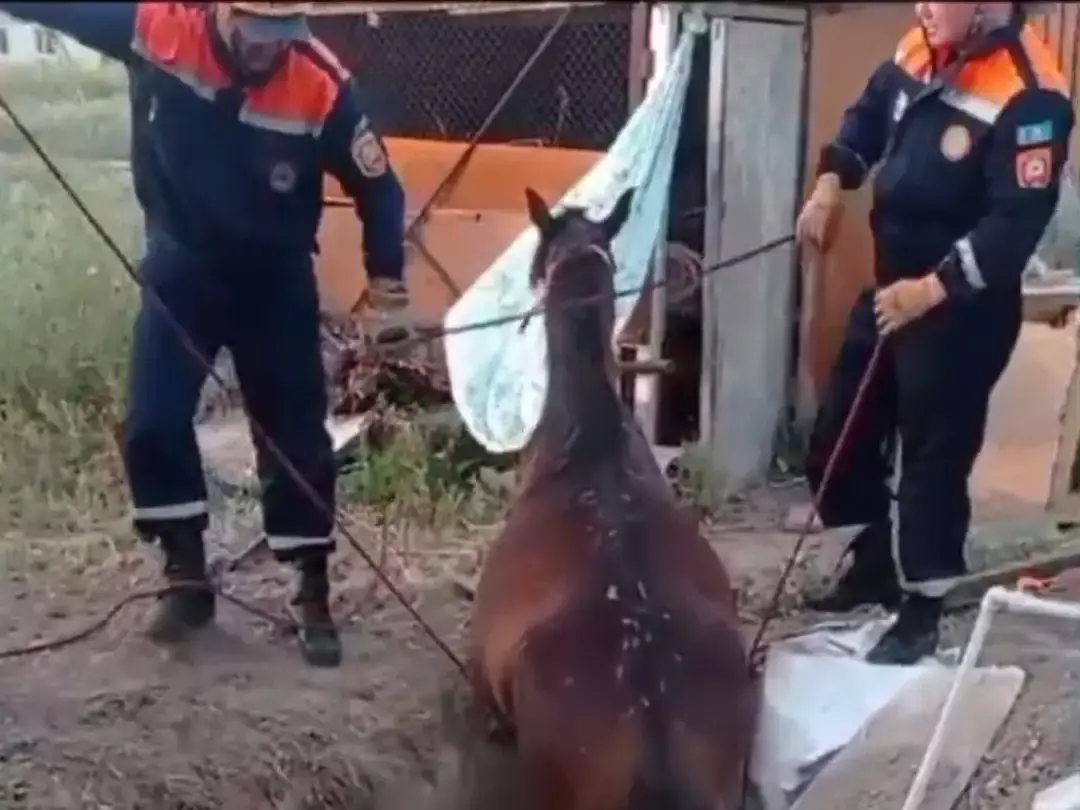 Спасатели вытащили лошадь из полутораметрового колодца