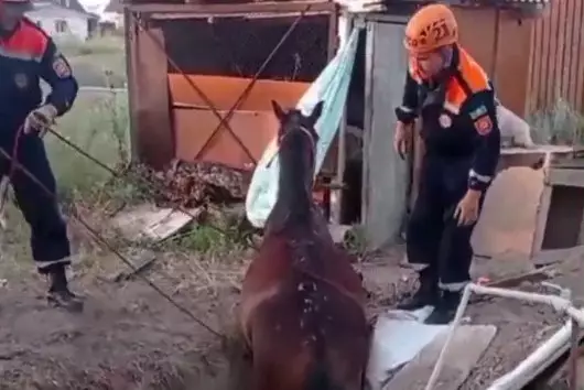 Видео спасения упавшей в колодец лошади показали в МЧС РК