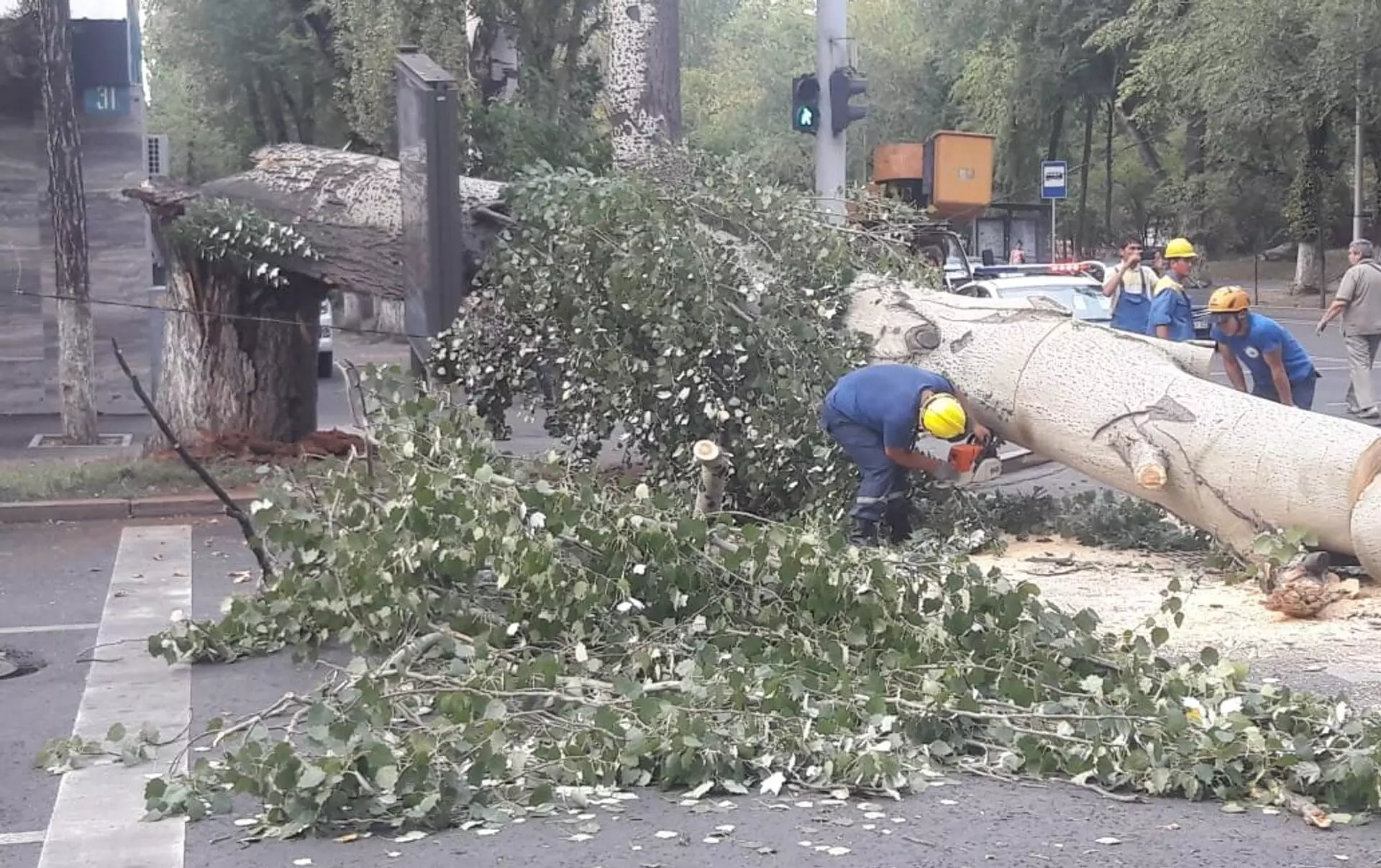 Прокуроры выяснили почему в Алматы падают деревья