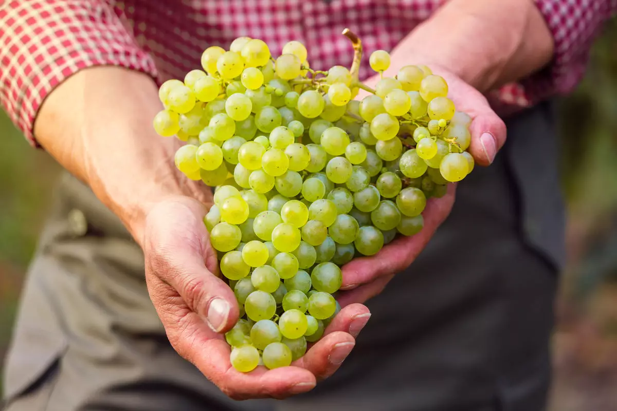 Виноград: польза и вред для здоровья
