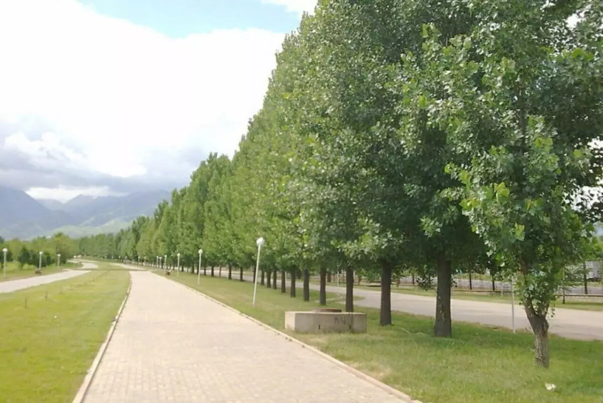Прокуратура «Eco Almaty» директорын жауапқа тартты