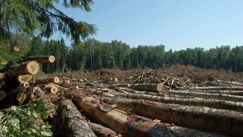 В Абайской области расследуют незаконный вывоз древесины