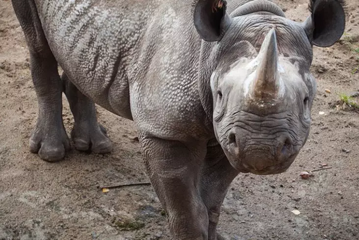 Рога носорогов сделали радиоактивными для защиты от браконьеров