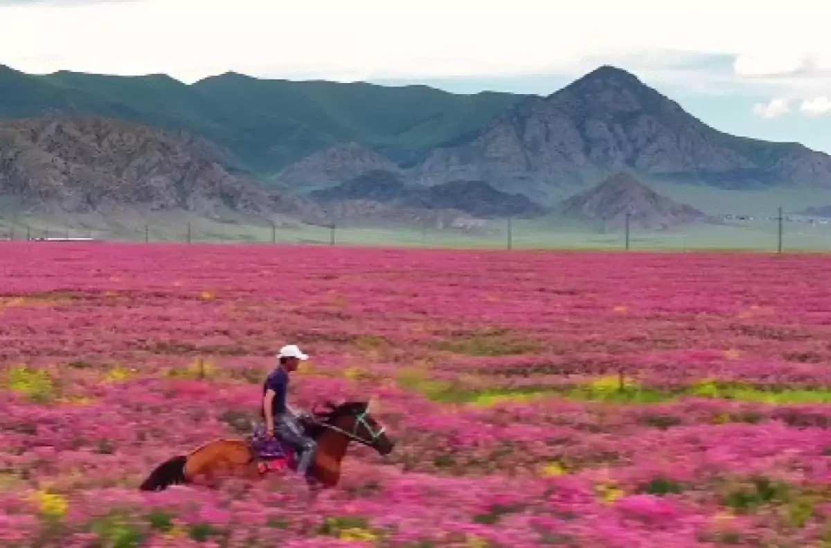 Цветочные поля в Алматинской области восхитили Казнет