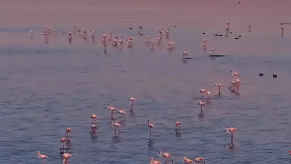 "Не приближались к фламинго": скрипачка сыграла в Коргалжынском природном заповеднике