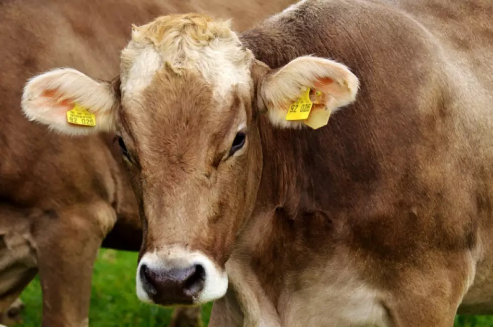 Паводок показал, как много в СКО незарегистрированного скота