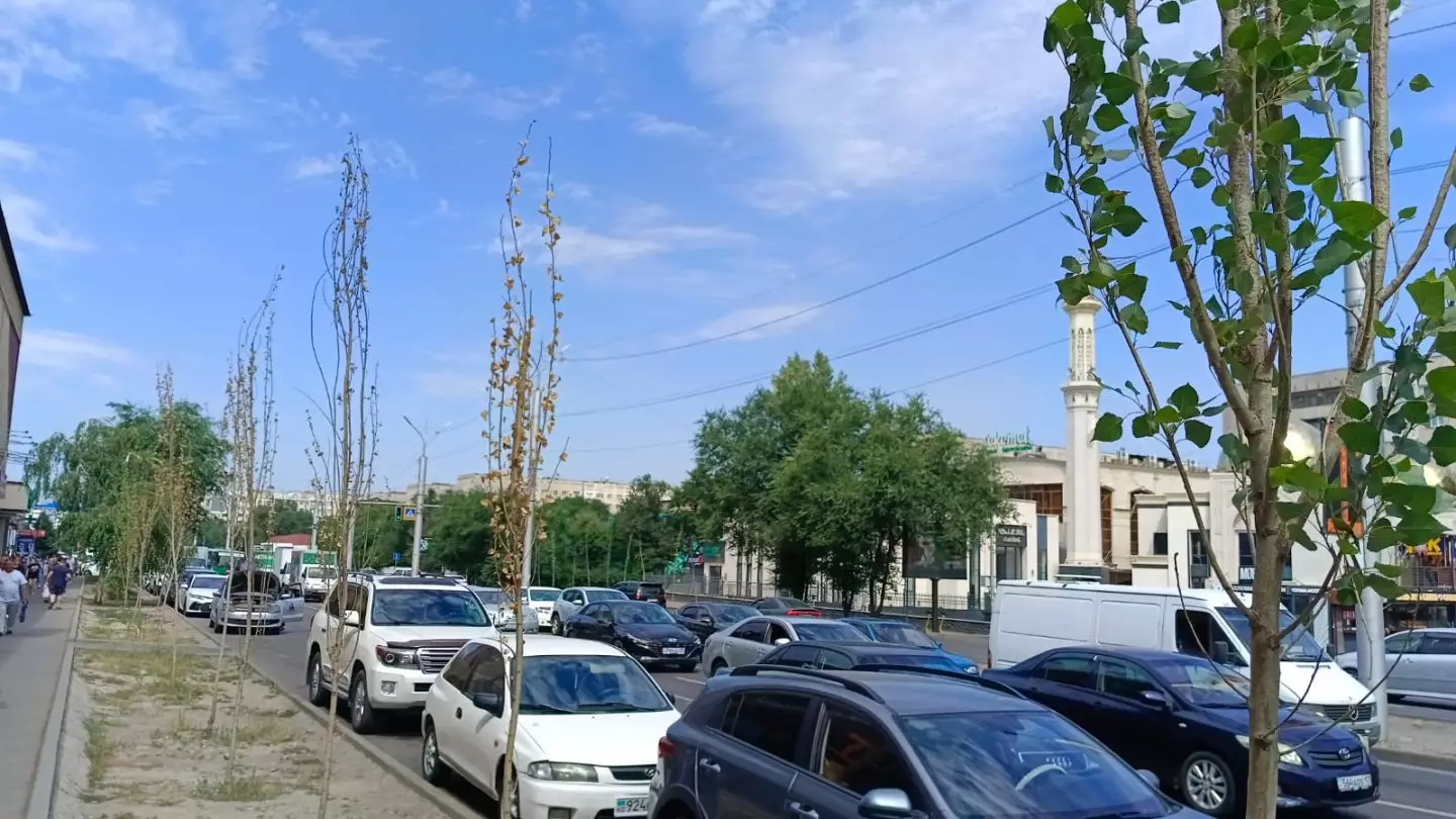 Привычная картина из года в год: в Алматы снова засыхают деревья
