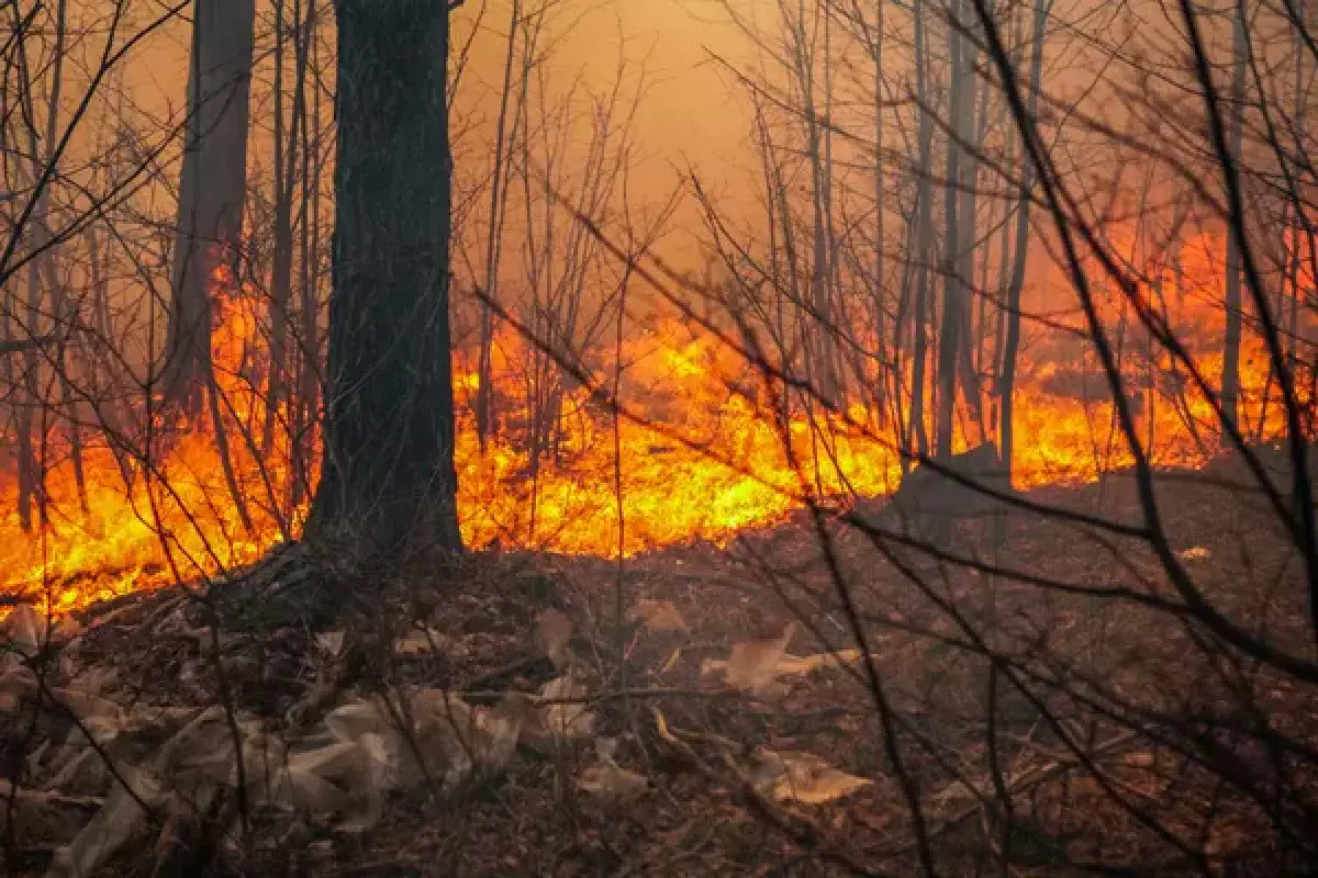 Лесные пожары бушуют в провинциях Турции