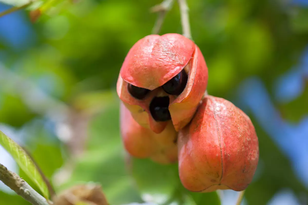 Нутрициолог назвала опасный экзотический фрукт