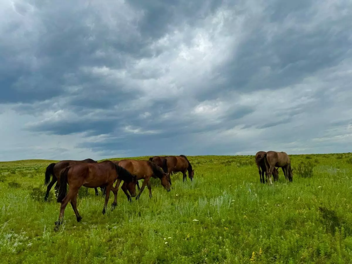В России пресекли незаконный вывоз табуна лошадей в Казахстан