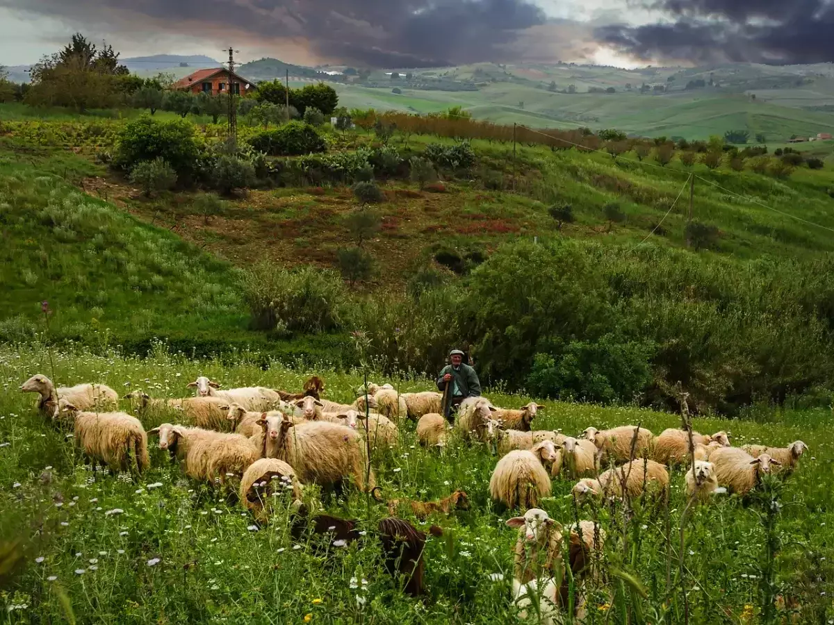 Ушел пасти скот и не вернулся: в Алматинской области пропал мужчина