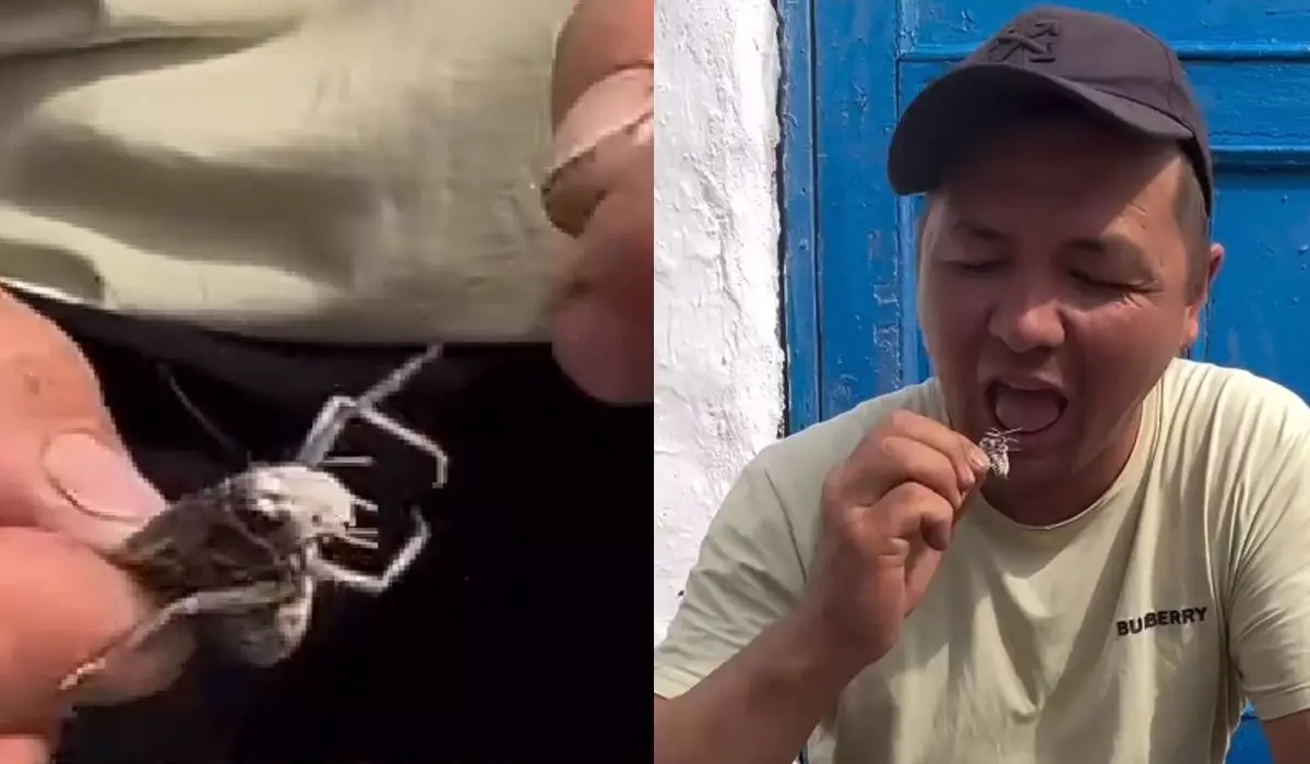 Мужчину, съевшего саранчу за 20 тысяч тенге, обсуждают казахстанцы (ВИДЕО)