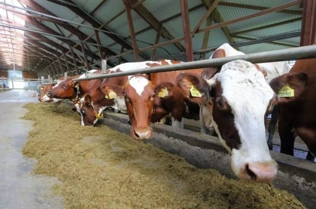 Нюансы статистики: в стране не досчитались 2 млн голов скота
