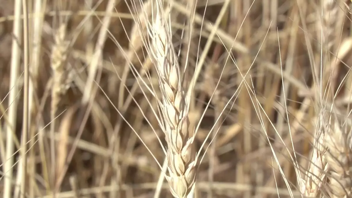 В Туркестанской области снижается посев элитных сортов пшеницы