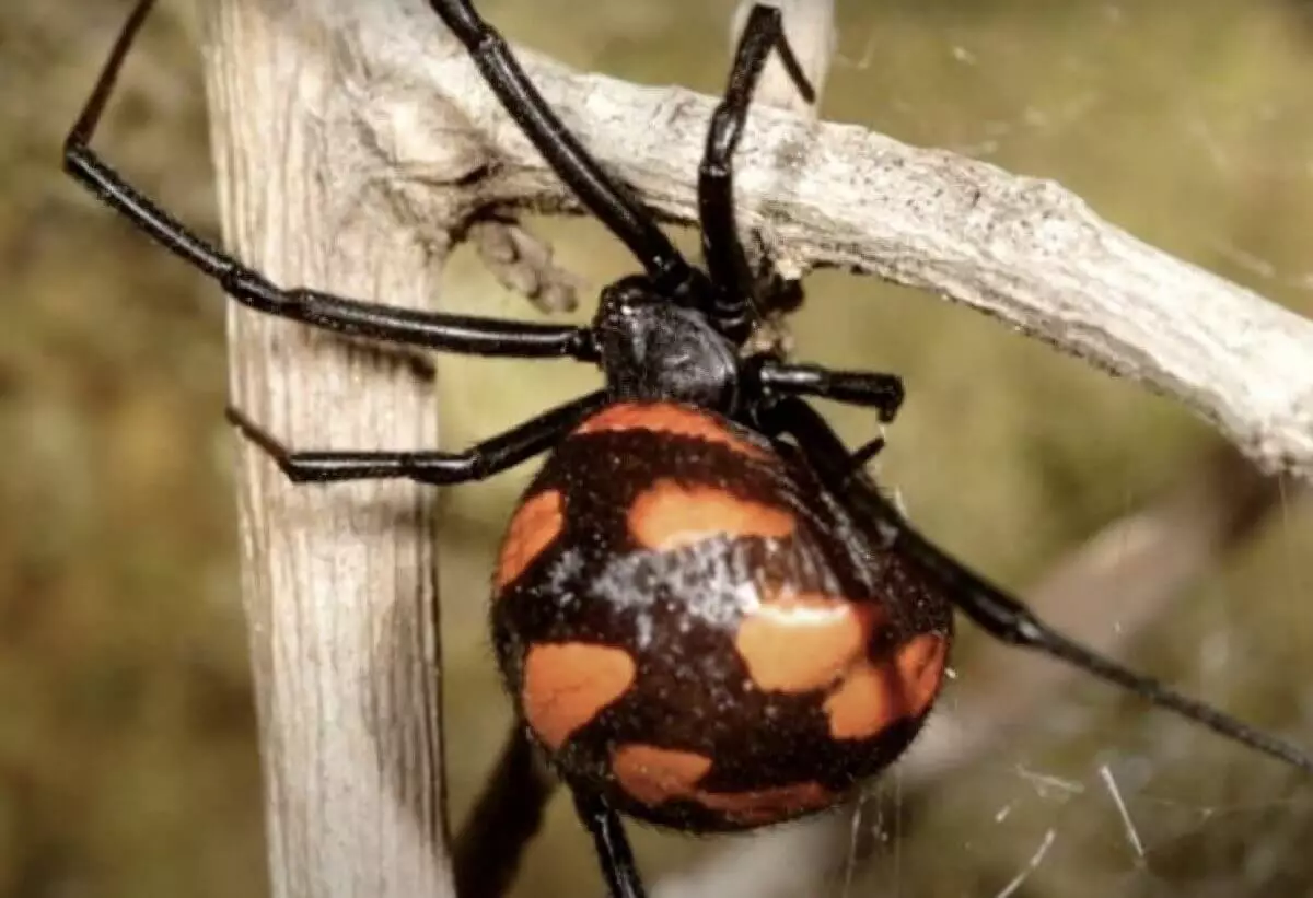 Опасные пауки атаковали жителей Атырауской области