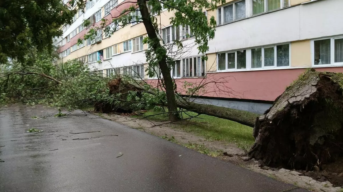 Ураган в Санкт-Петербурге: дерево насмерть придавило женщину