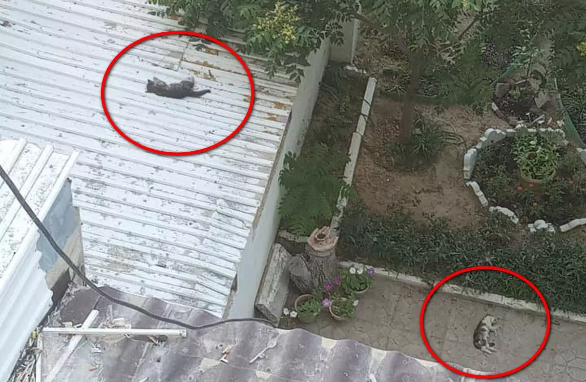 Живодёры сбросили котят с многоэтажки в Актау