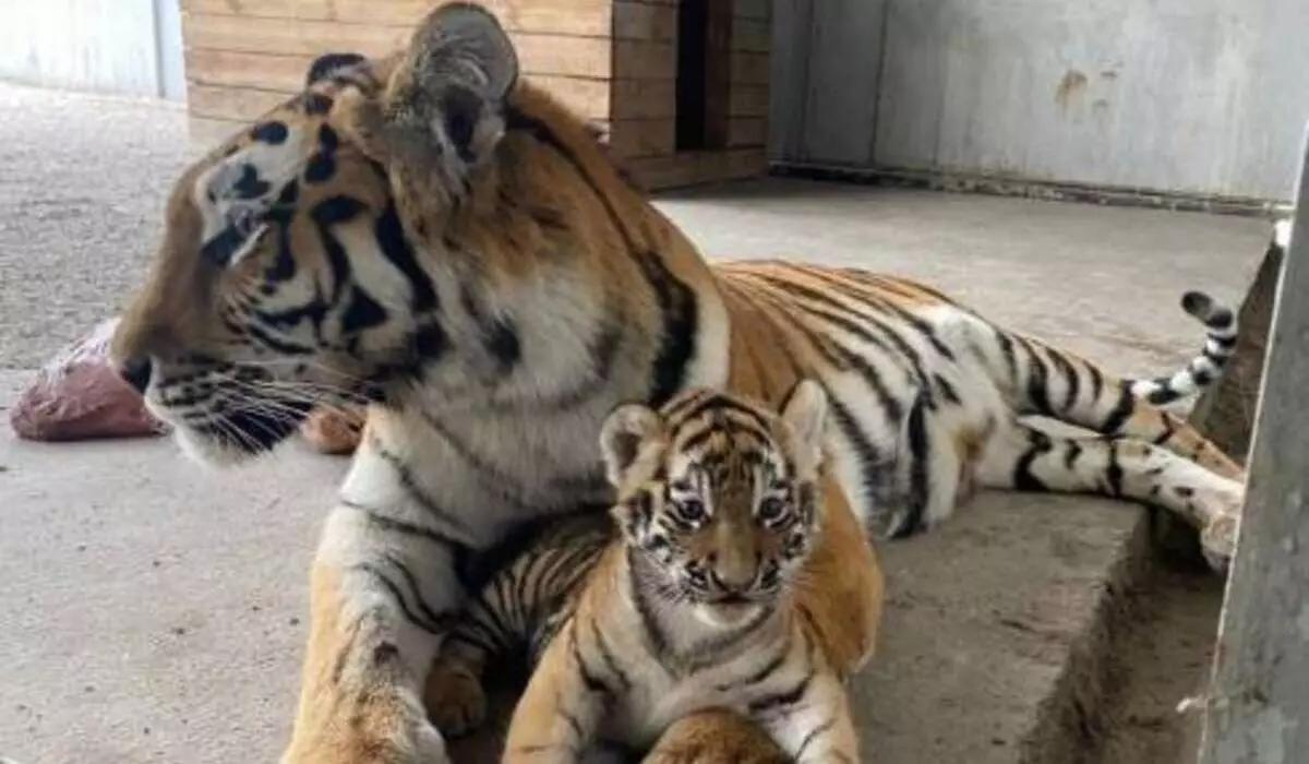 Еще два тигренка родились в зоопарке Караганды (ВИДЕО)