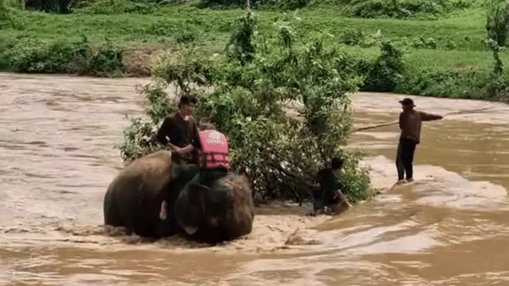 Погонщики на слонах спасли туристов в Таиланде