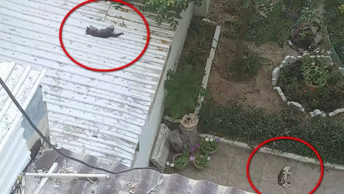 В Актау неизвестные сбросили котят с многоэтажки