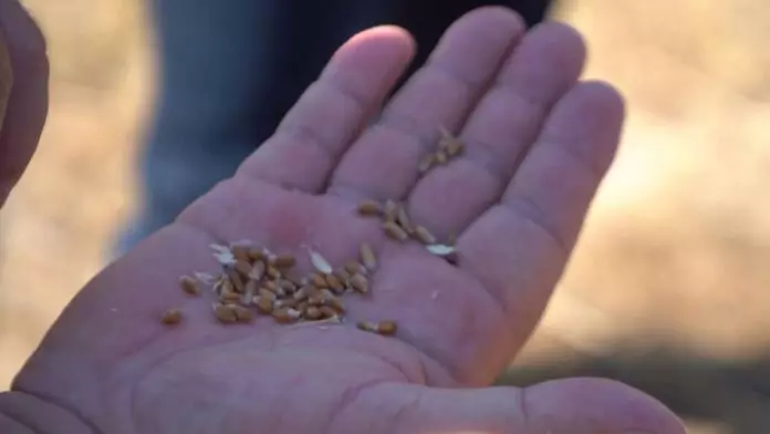 На юге страны дефицит элитных семян пшеницы