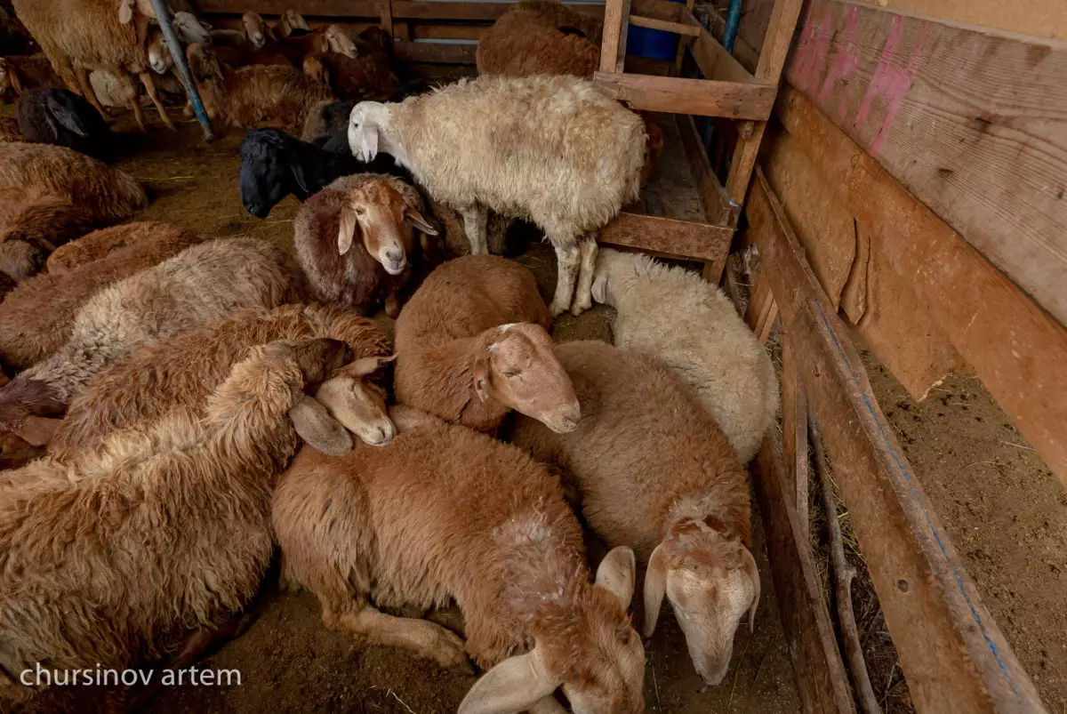 Что мешает казахстанским животноводам экспортировать мясо в Китай