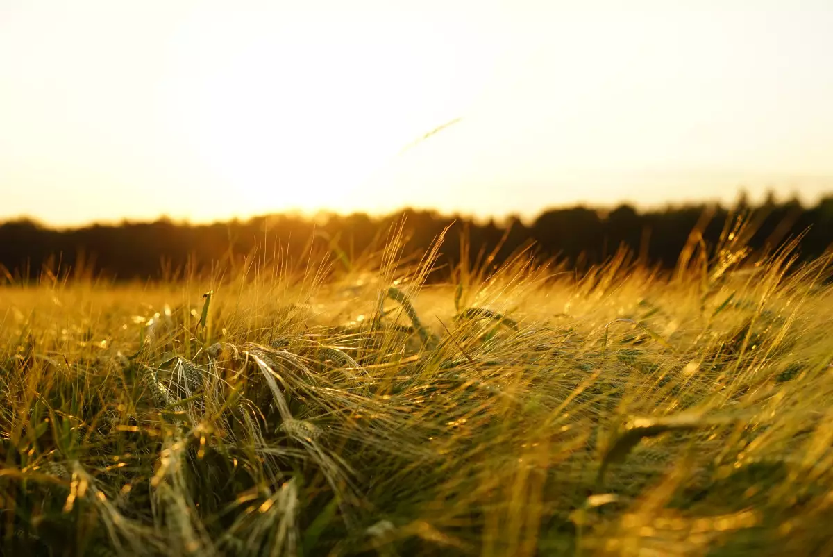 Завод по глубокой переработке пшеницы возведут в Казахстане