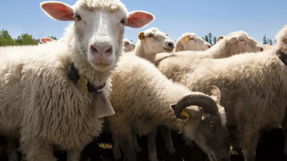 Почти 500 овец утонули из-за дождей в Жамбылской области
