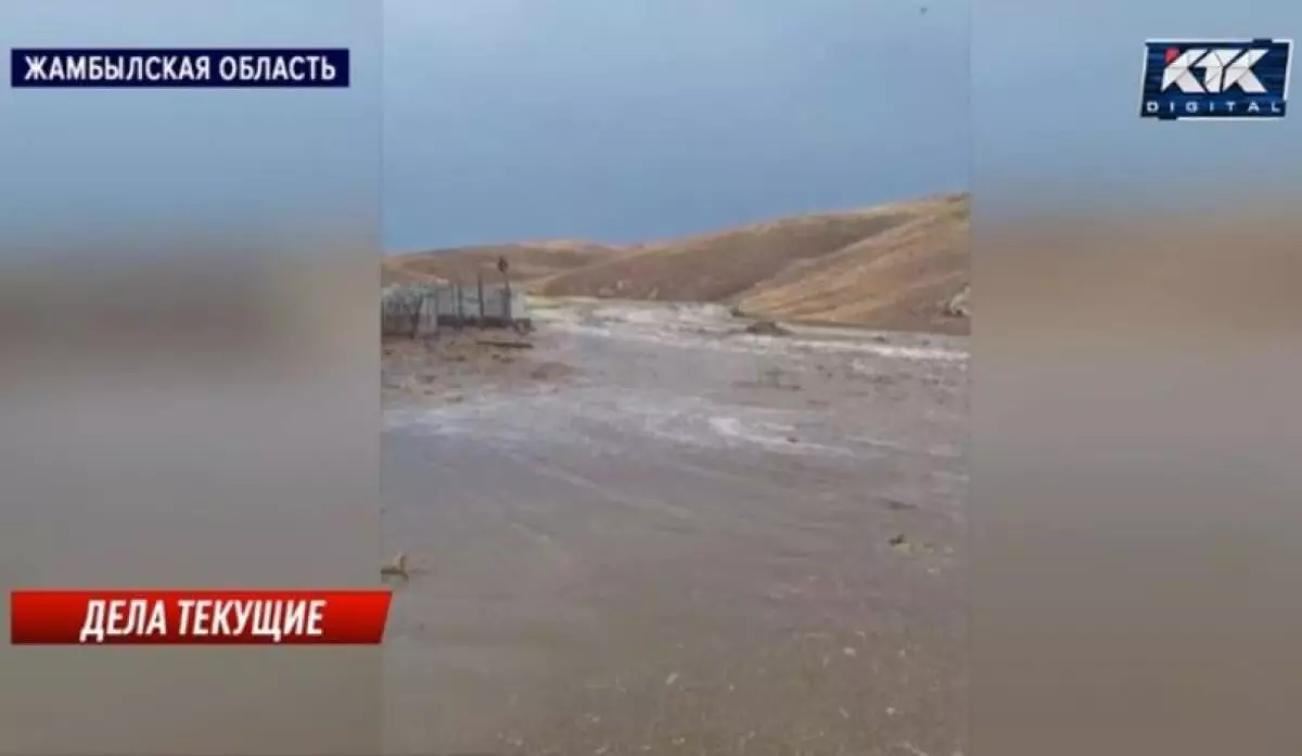 Почти 500 баранов утонули из-за дождей в Жамбылской области