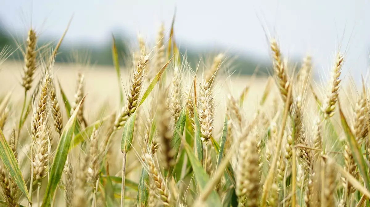 Китай построит в Костанае завод по переработке пшеницы