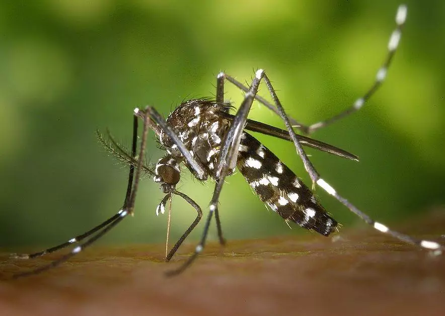 Лихорадка денге уже в Европе: Как себя обезопасить?