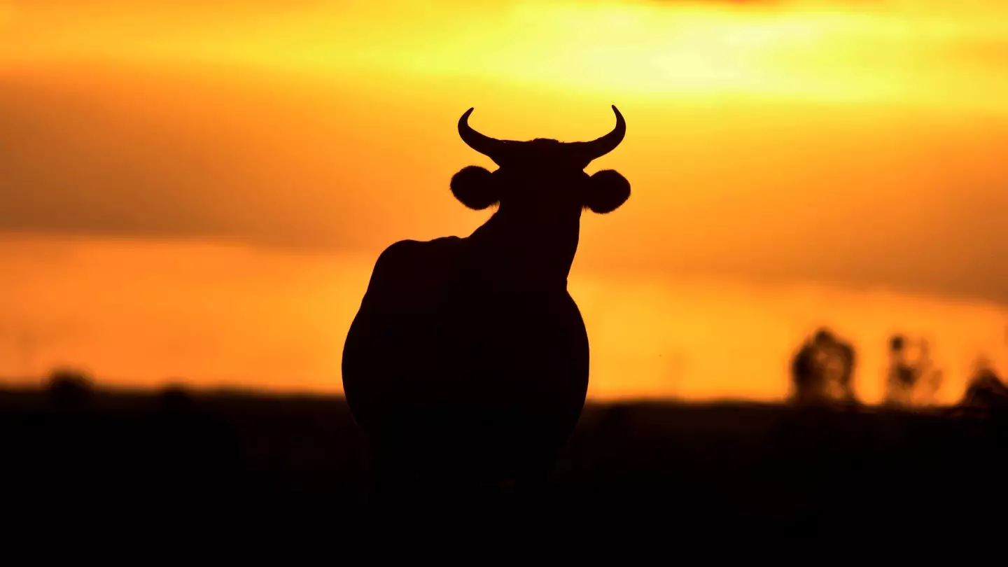Минсельхоз рассказал всю правду о «мясе бешеных коров» из Кыргызстана