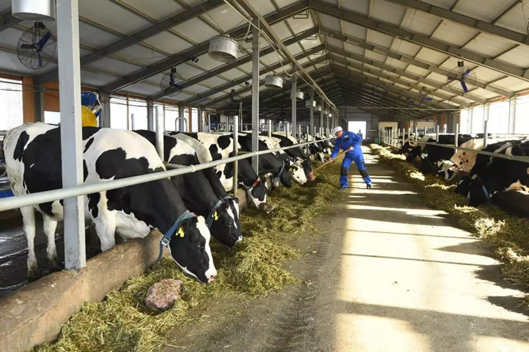 Проект по производству животноводческой продукции стоимостью 3,5 млрд тенге реализуется в Туркестанской области
