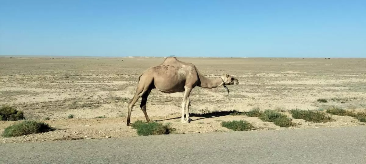 Более 60 верблюдов погибли от уксусов каракуртов в Атырауской области