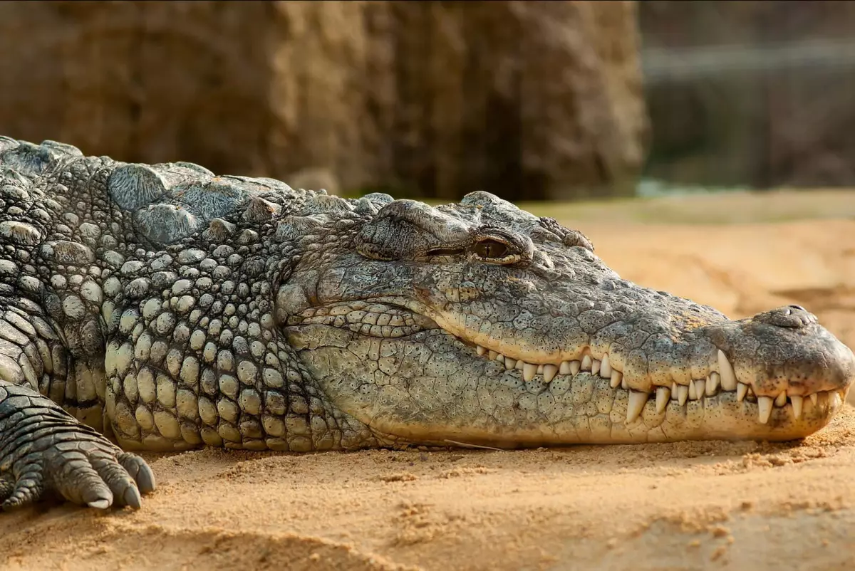 Крокодил растерзал восьмилетнего мальчика в Индии