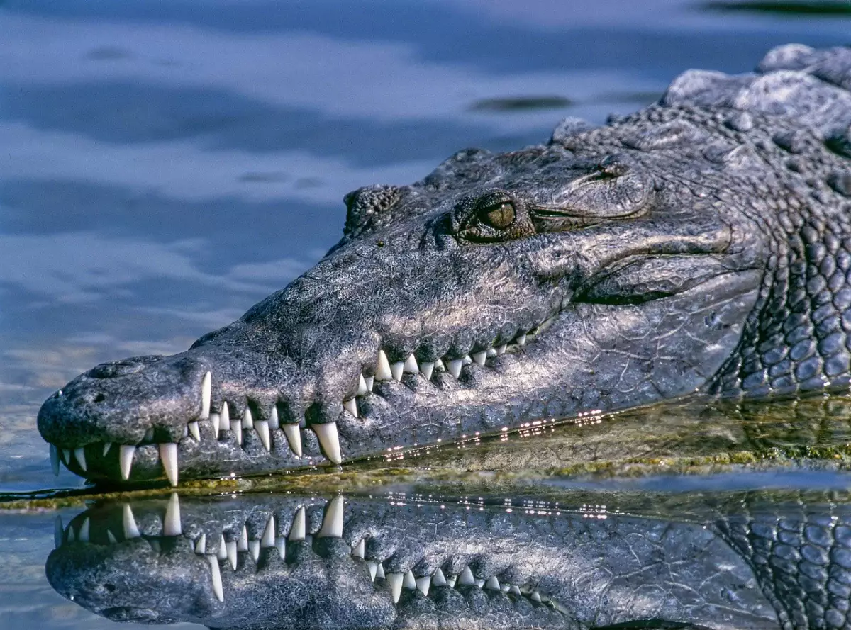 Крокодил утащил игравшего у реки мальчика и растерзал его