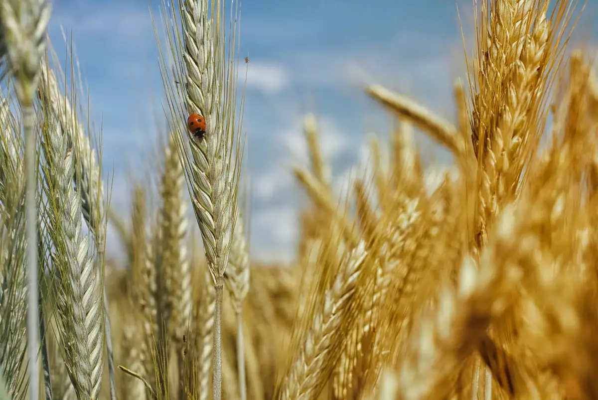Китай заинтересован в поставках зерна из Казахстана