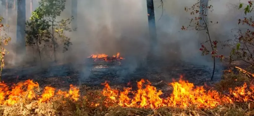 Опасность лесных пожаров сохраняется в нескольких регионах Казахстана – МЧС
